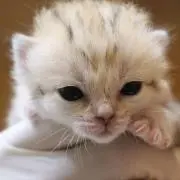 よっこ お値引きご遠慮くださいの画像