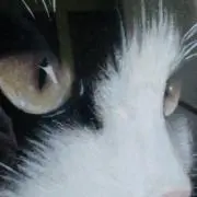 あんずの画像