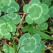 ♧168Clover♧の画像