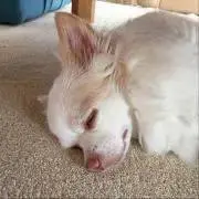 マツの画像