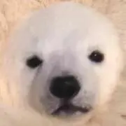 99の画像