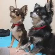 りりかの画像