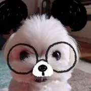 ハルの画像