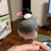 でっちの画像