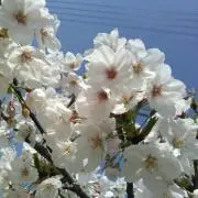 aco0717の画像