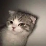 ᐢ ܸ.  ̫ .ܸ ᐢ しまの画像