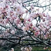 さくらもちの画像
