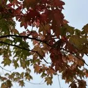 Mtreeの画像