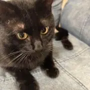 YULU✿の画像