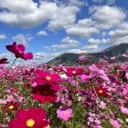 manaの画像