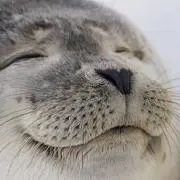 やっちょ