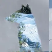 サマードッグの画像