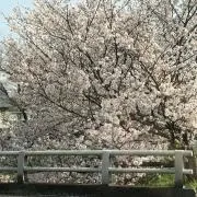 ⭐︎ブラクリぼるた⭐︎の画像