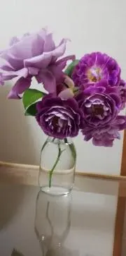 みみりんの画像