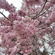 pinkyの画像