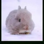 まめちゃん＊の画像
