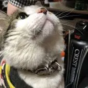 セラヴィー