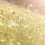 奈＿＿の画像