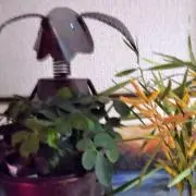 らんりんらん