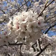 エミリーの画像