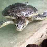 あんこの画像