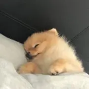 koko