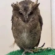 ピーポーの画像