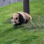おはぎの画像