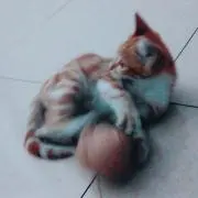 ロペの画像