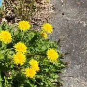 リナーの画像