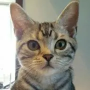キティの画像