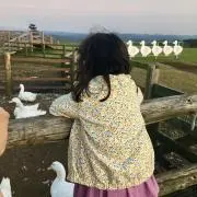 こもも
