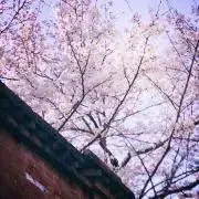 ヒナタの画像
