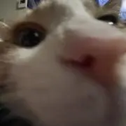 みみみの画像