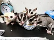 つむむぎの画像