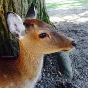 まかひきの画像