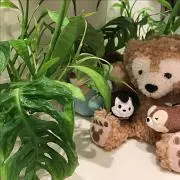 ゆっきの画像