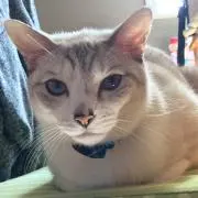 Gino cat