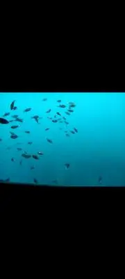 ルッキーの画像