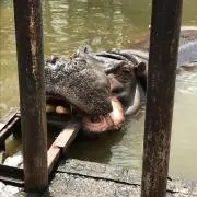 たまき