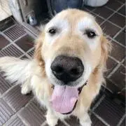 春菊の画像