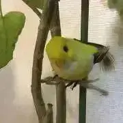 nanoco.の画像