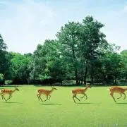 しかせんべいの画像