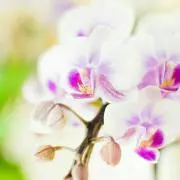 あや