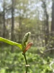 あねもねの画像
