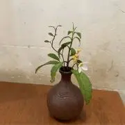 miniの画像