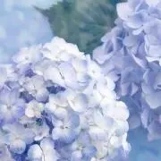 ユミ