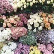 creaの画像