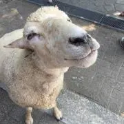 チズコ