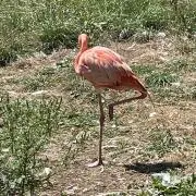 成